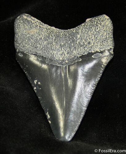 Inch Bone Valley Megalodon Tooth #929